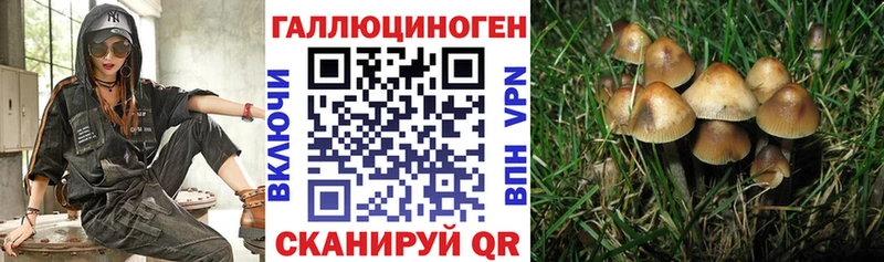 mega вход  сколько стоит  Первомайск  darknet клад  Псилоцибиновые грибы Magic Shrooms 